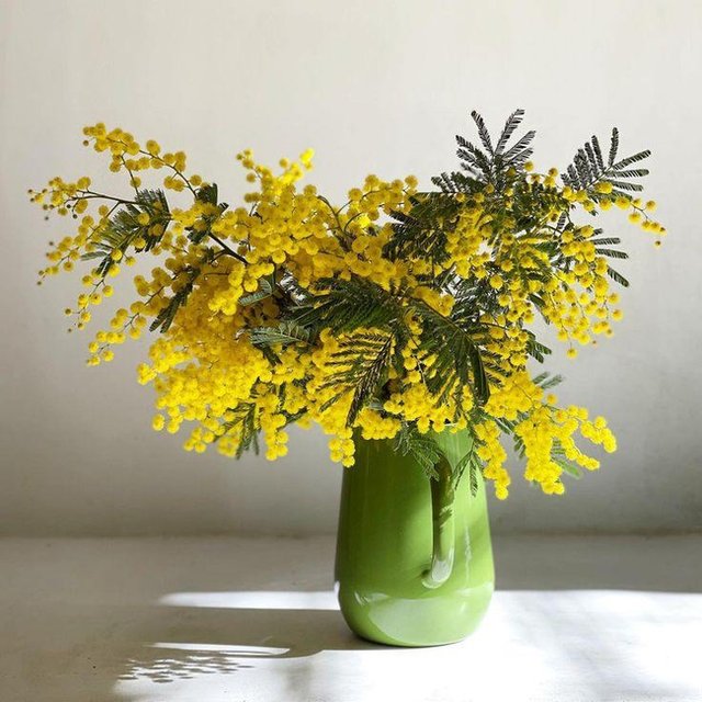 Mimosa