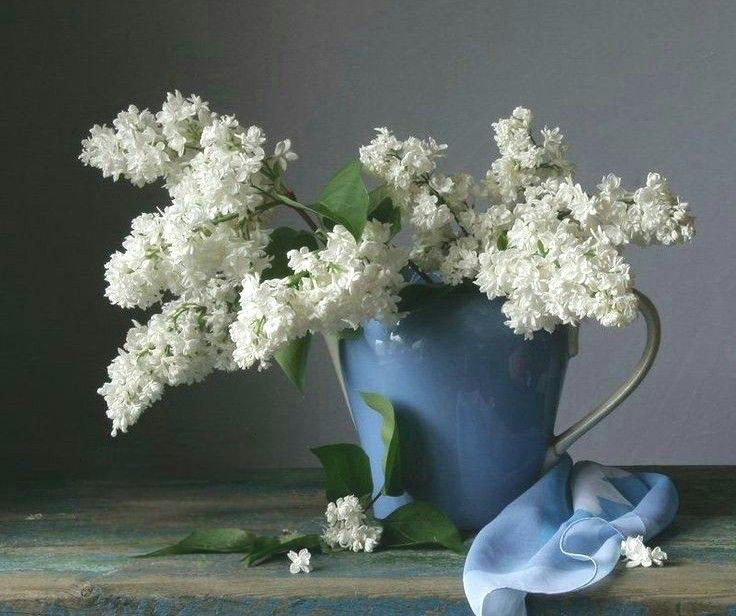Lilacs 