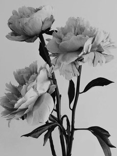 New intensive "Peonies in Charcoal"