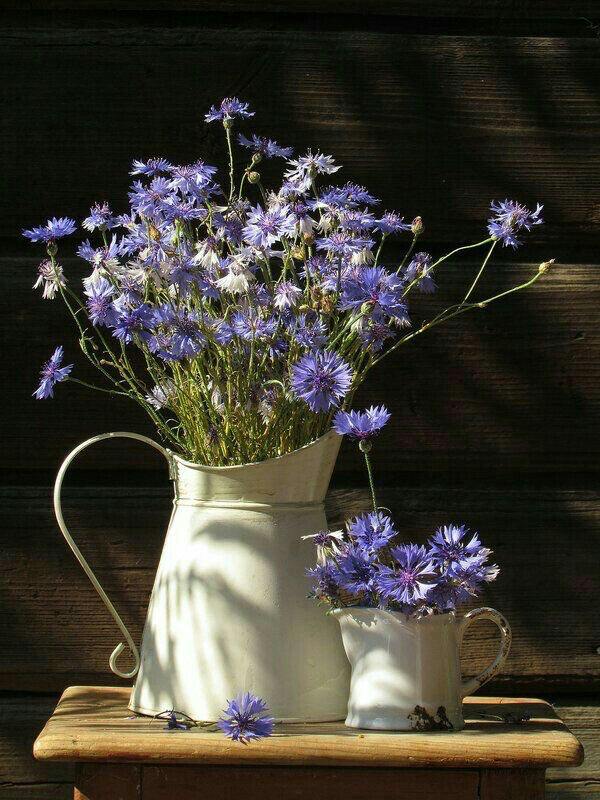 Cornflowers 