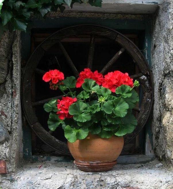 Geranium 