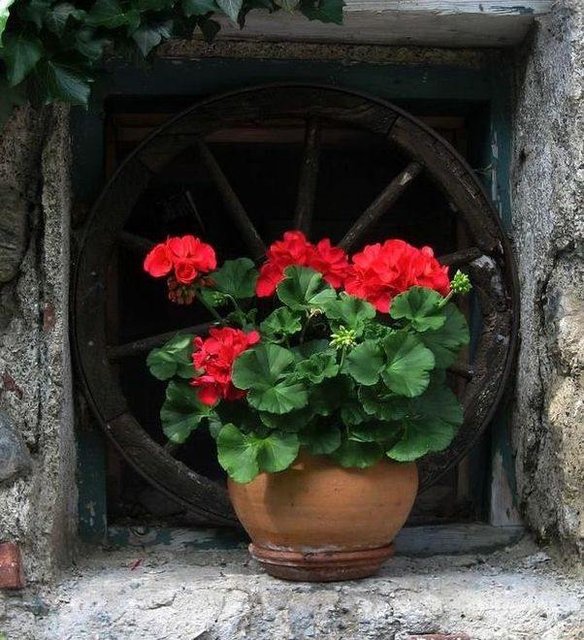 Geranium